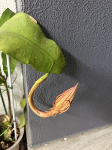 071006月下美人