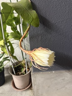 071006月下美人１