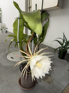 071006月下美人２