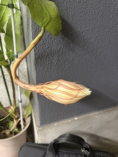 071006月下美人３